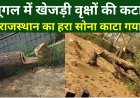 पूगल में सोलर प्लांट की आड़ में खेजड़ी के पेड़ों की कटाई, पर्यावरण पर गंभीर चोट