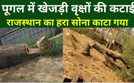 पूगल में सोलर प्लांट की आड़ में खेजड़ी के पेड़ों की कटाई, पर्यावरण पर गंभीर चोट