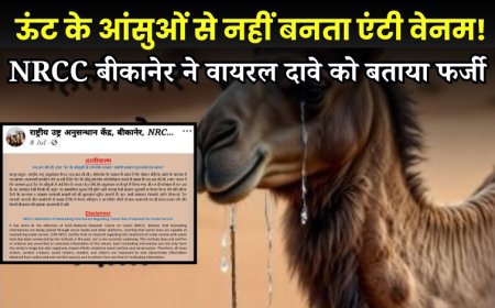 Bikaner NRCC News: ऊंट के आंसुओं से एंटी वेनम बनने का दावा फर्जी, रिसर्च सेंटर ने दी सफाई