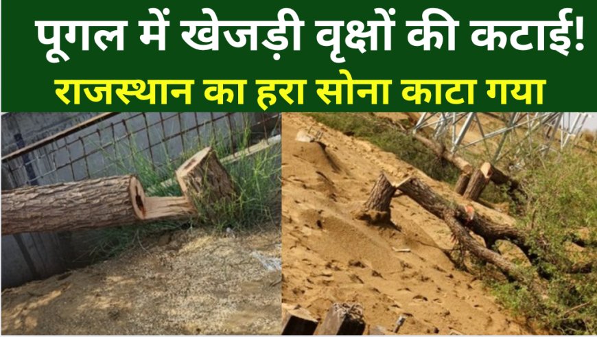 पूगल में सोलर प्लांट की आड़ में खेजड़ी के पेड़ों की कटाई, पर्यावरण पर गंभीर चोट