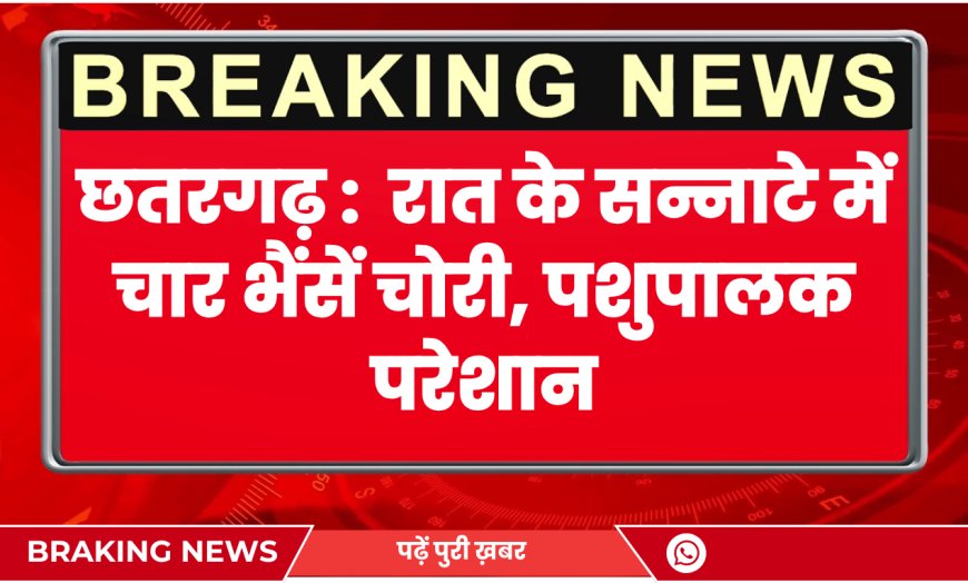 Chhatargarh News: छतरगढ़ में रात के सन्नाटे में चार भैंसें चोरी, आरोपी के खिलाफ मामला दर्ज