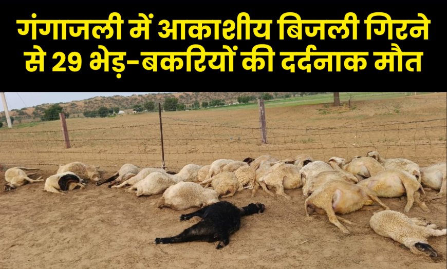 पूगल के चक 1KHM गंगाजली में आकाशीय बिजली गिरने से 29 भेड़-बकरियों की दर्दनाक मौत
