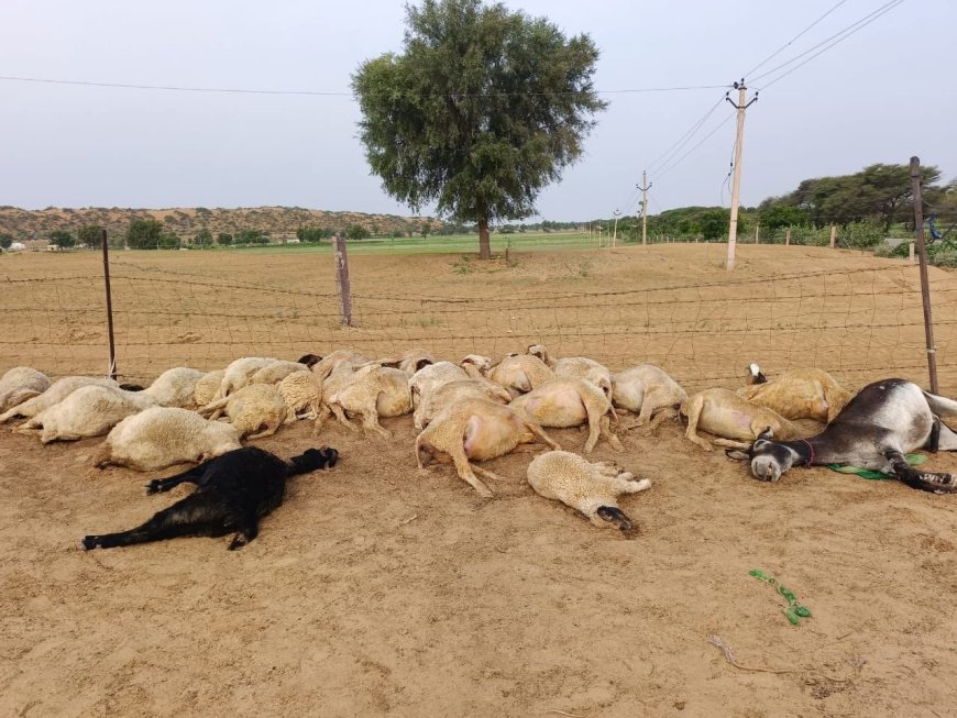 पूगल के चक 1KHM गंगाजली में आकाशीय बिजली गिरने से 29 भेड़-बकरियों की दर्दनाक मौत