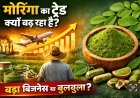 मोरिंगा अब सिर्फ हेल्थ फूड नहीं रहा: 2026 तक भारत में बन सकता है ₹12,000 करोड़ का सेक्टर