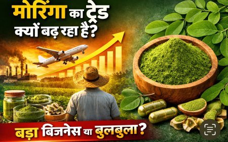 मोरिंगा अब सिर्फ हेल्थ फूड नहीं रहा: 2026 तक भारत में बन सकता है ₹12,000 करोड़ का सेक्टर