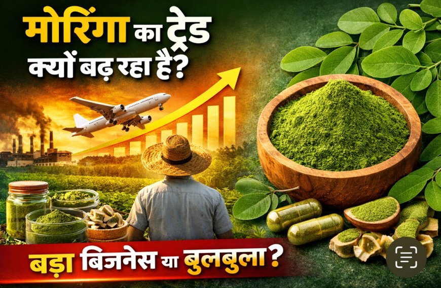 मोरिंगा अब सिर्फ हेल्थ फूड नहीं रहा: 2026 तक भारत में बन सकता है ₹12,000 करोड़ का सेक्टर