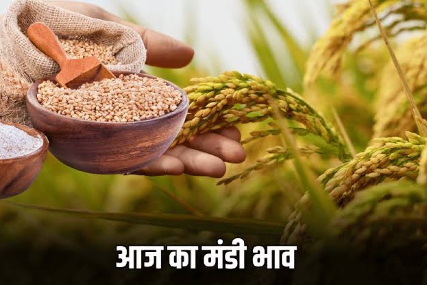 Bikaner Mandi Bhav Today 17 February 2026 | बीकानेर मंडी भाव आज