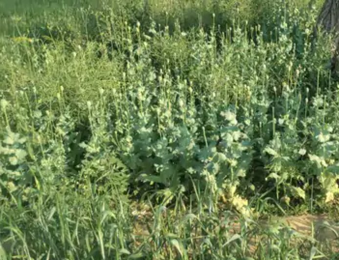 बज्जू के रणजीतपुरा में अफीम की खेती का भंडाफोड़: खेत से मिले 938 पौधे, किसान गिरफ्तार