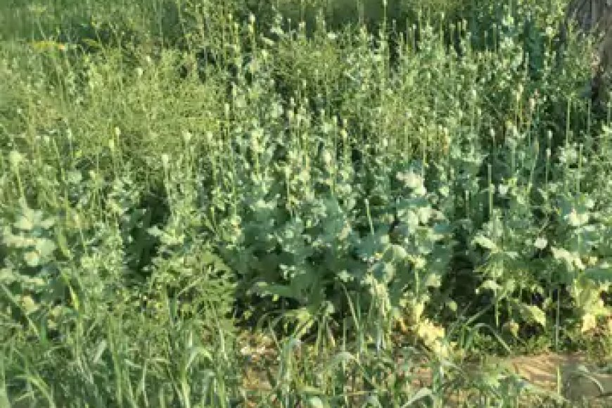 बज्जू के रणजीतपुरा में अफीम की खेती का भंडाफोड़: खेत से मिले 938 पौधे, किसान गिरफ्तार