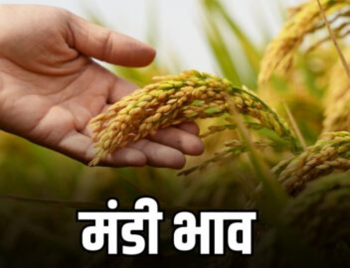 Bikaner Mandi Bhav Today | बीकानेर मंडी में ग्वार, सरसों, चना और मूंगफली के ताजा भाव