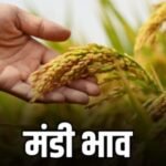 Bikaner Mandi Bhav Today | बीकानेर मंडी में ग्वार, सरसों, चना और मूंगफली के ताजा भाव