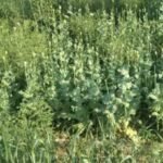 बज्जू के रणजीतपुरा में अफीम की खेती का भंडाफोड़: खेत से मिले 938 पौधे, किसान गिरफ्तार