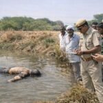 पूगल नहर में मिला अज्ञात शव, पुलिस ने कराया अंतिम संस्कार | Pugal News